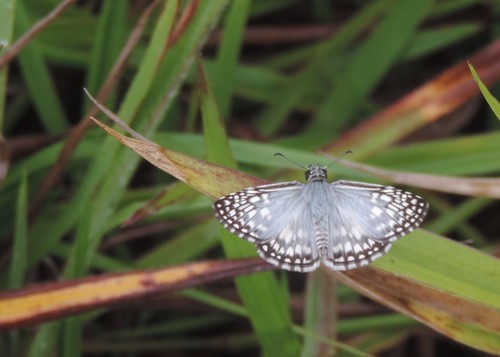 Orcus Checkered-Skipper