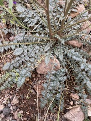 Chylismia multijuga