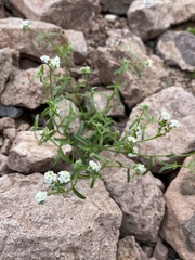 Cryptantha utahensis