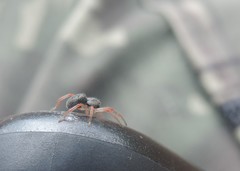 Trachelopachys