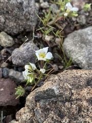 Linanthus demissus