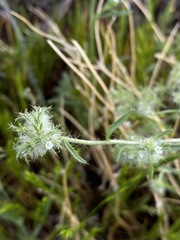 Cryptantha nevadensis