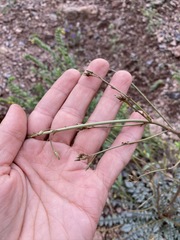 Chylismia multijuga