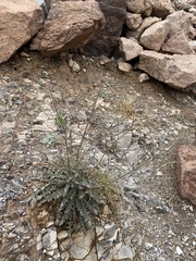 Chylismia multijuga