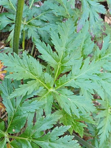 Madeira Island Geranium (Geranium palmatum)