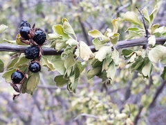Citharexylum flabellifolium
