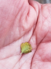 Citharexylum flabellifolium