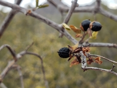 Citharexylum flabellifolium