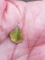 Citharexylum flabellifolium