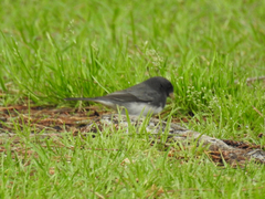 Junco hyemalis cismontanus