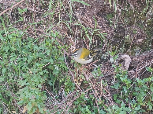 Madeira Firecrest (Regulus madeirensis), photo 4