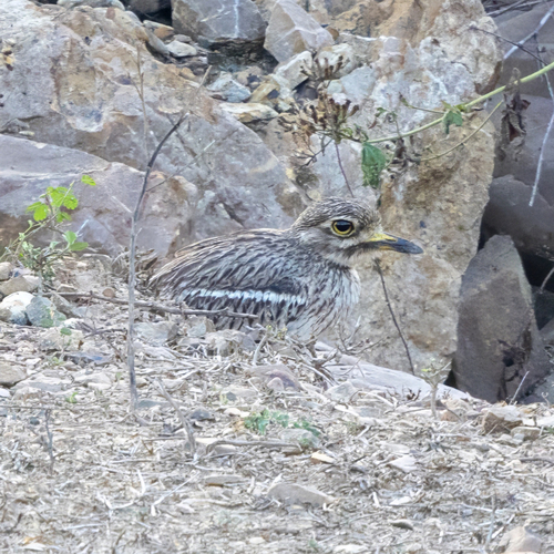 Indian Stone-curlew (Burhinus indicus), photo 6