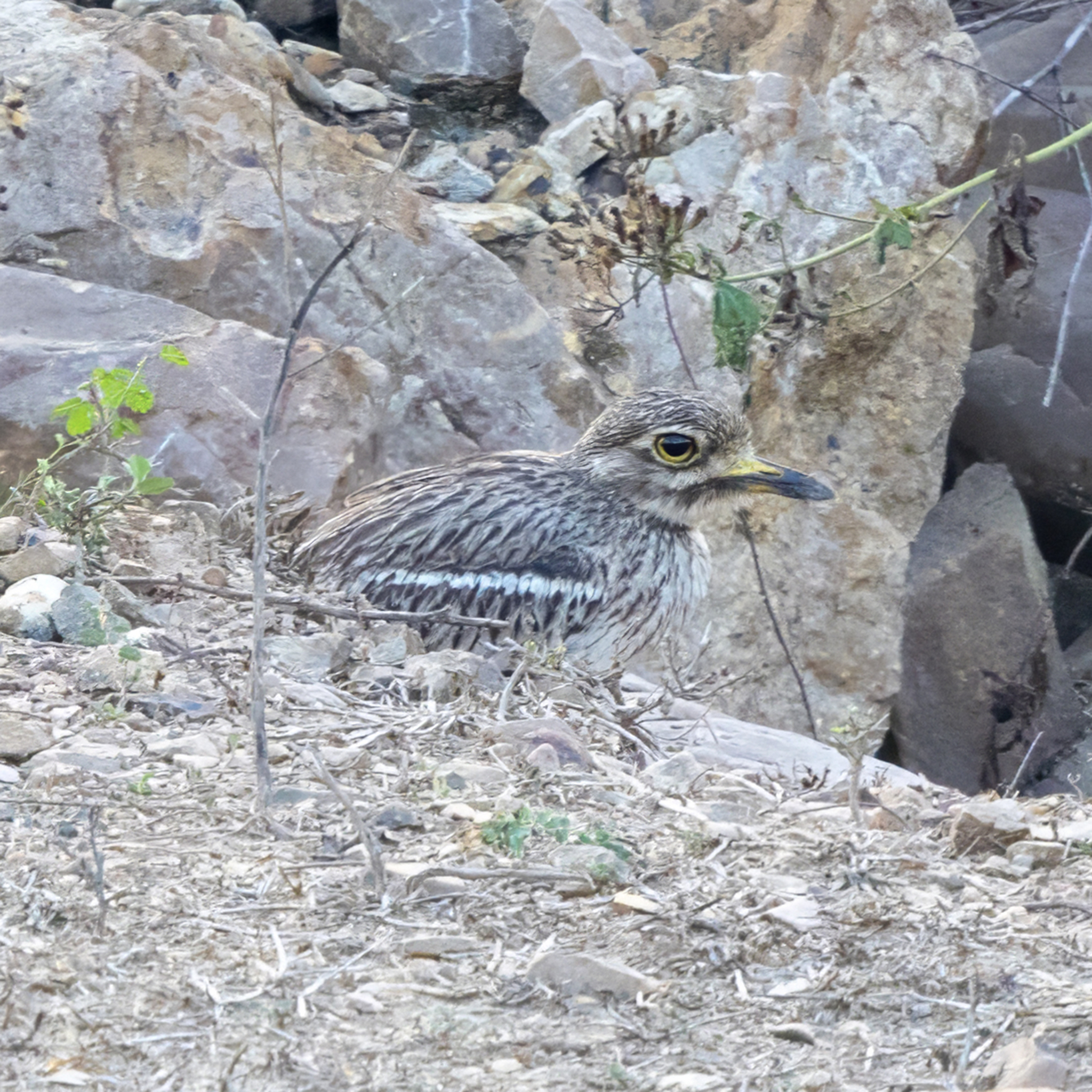 Indian Stone-curlew (Burhinus indicus), photo 8