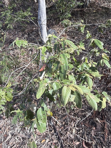 Red Ash (Alphitonia excelsa)