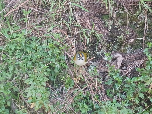 Madeira Firecrest (Regulus madeirensis), photo 5