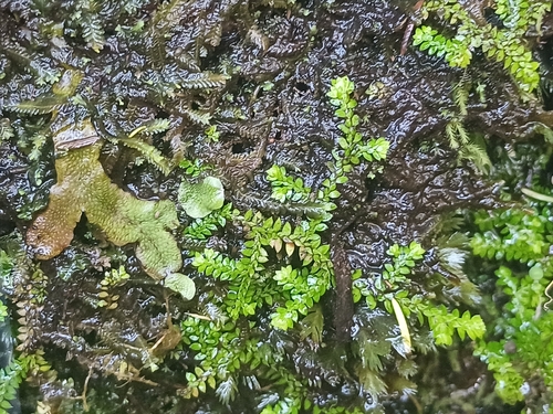 Toothed-leaved clubmoss (Selaginella denticulata)