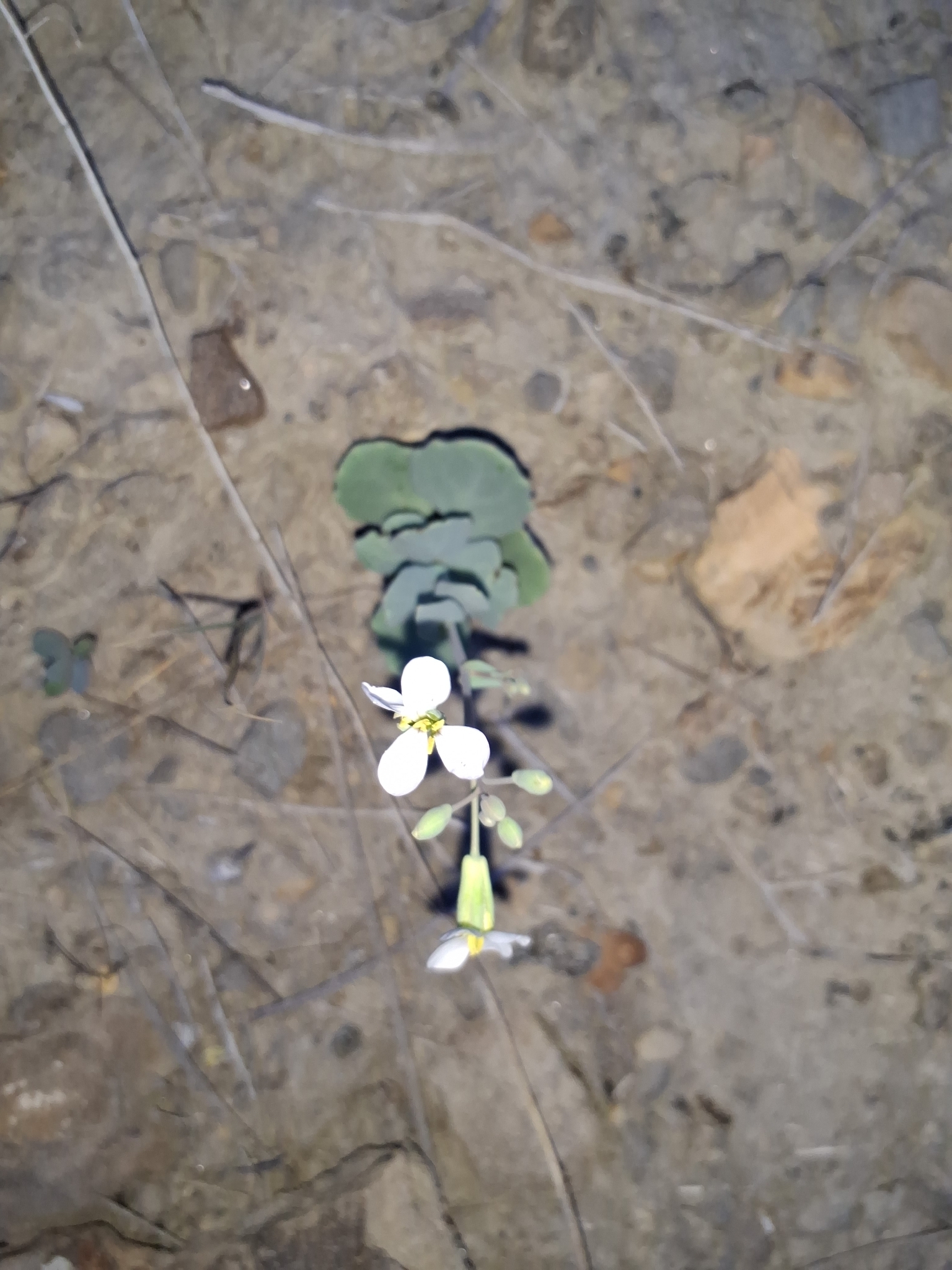 Moricandia foetida