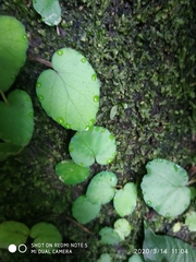 Begonia integrifolia