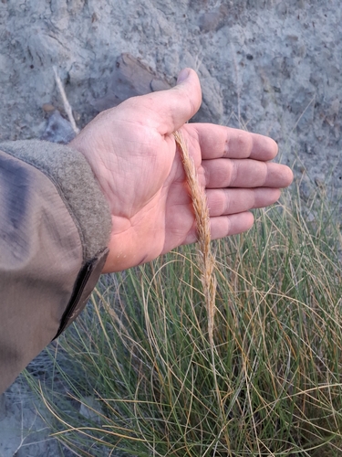 Alfa Grass (Macrochloa tenacissima)