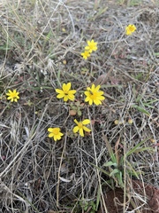 Crocidium multicaule