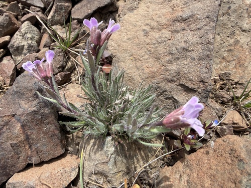 Cusick rockcress (Boechera cusickii)