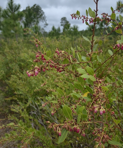fetterbush lyonia (Lyonia lucida)