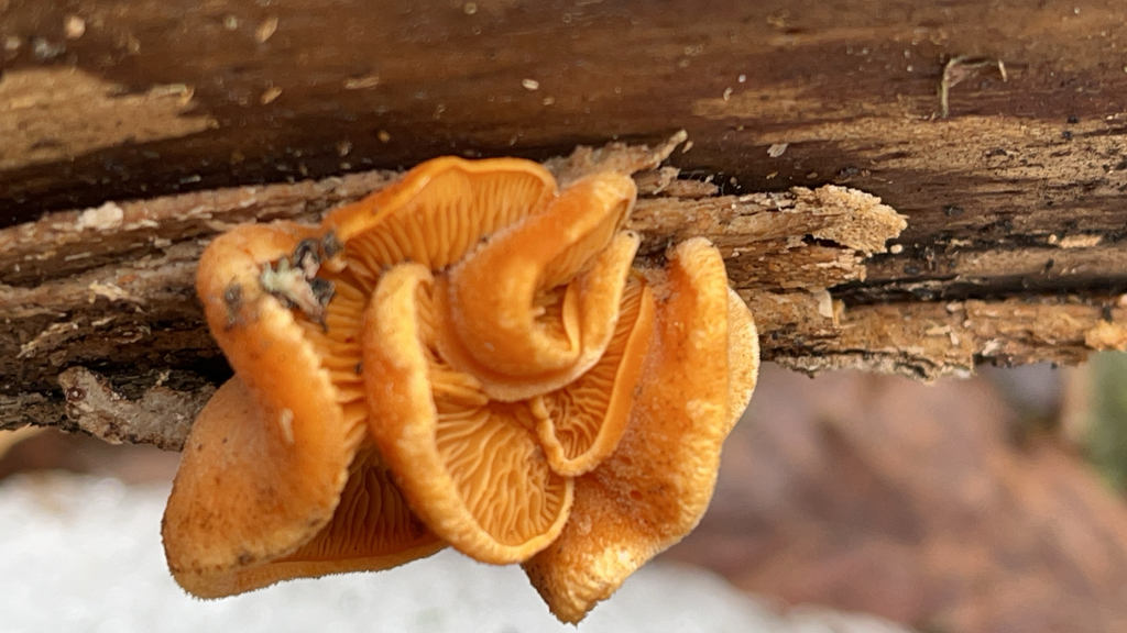 Phyllotopsis nidulans · April 2026 · photo: © atchalmers (iNaturalist, cc0)