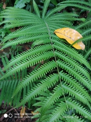 Christella parasitica