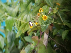 Janatella leucodesma