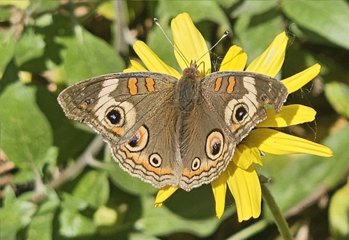 iNaturalist observation photo of Gray Buckeye