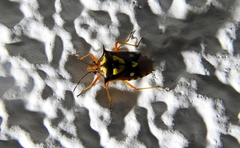 Oebalus poecilus