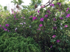 Rhododendron pulchrum phoeniceum