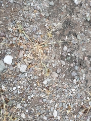 Cenchrus palmeri