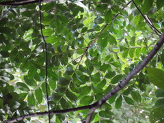 Dysoxylum cauliflorum
