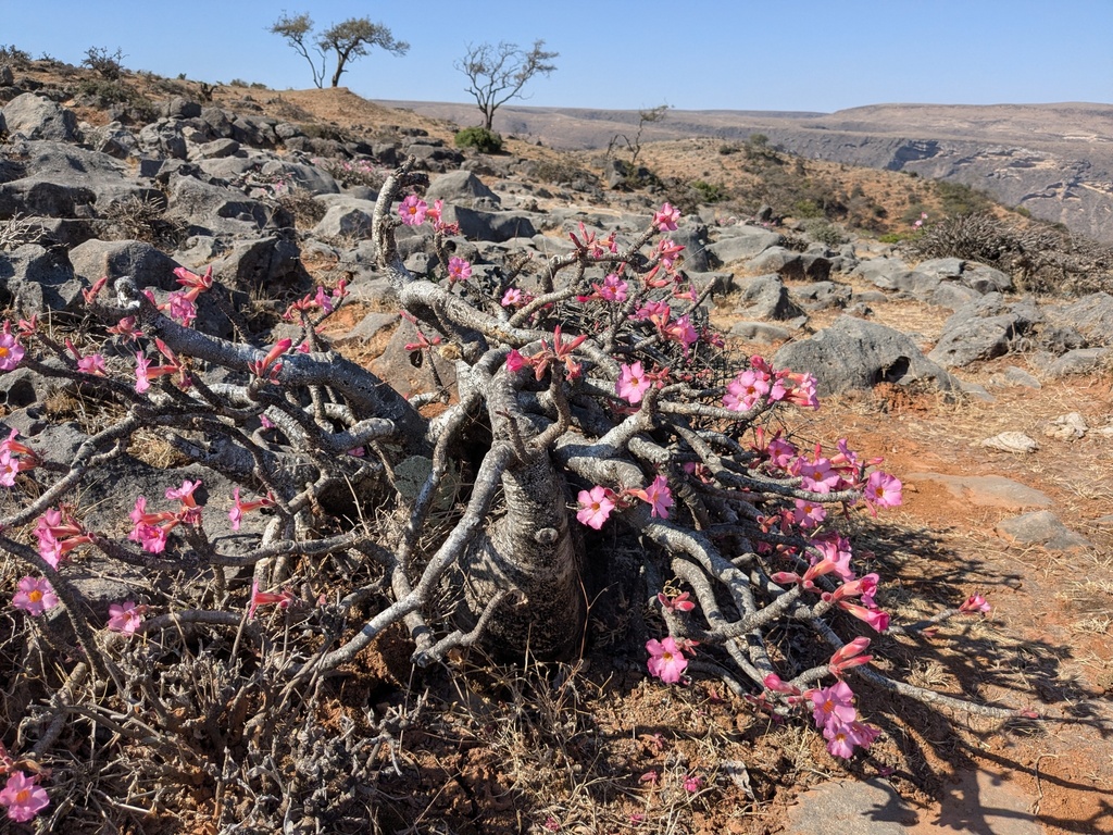 Adenium dhofarense, Dhofar Governorate, Oman