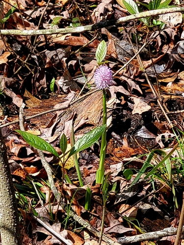 Helonias bullata, photograph 6