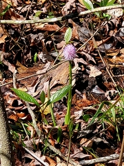Helonias bullata, photograph (c) Elizabeth Green, some rights reserved (CC BY)