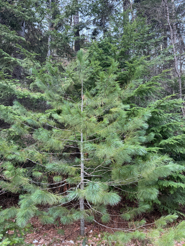 western white pine (Pinus monticola)