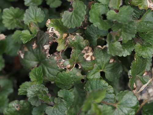 Gundermann-Ramularia