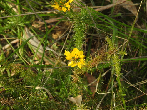 Ulex Minor Roth (Ulex minor)