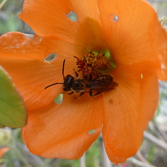 Andrena sphaeralceae