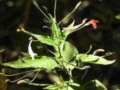 Dicliptera sciadephora