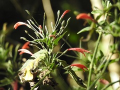 Dicliptera sciadephora