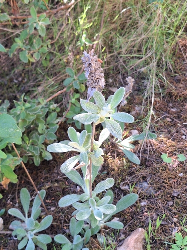 Mediterranean Woundwort (Stachys cretica)