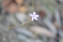 Pseuderanthemum praecox