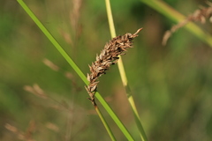 Carex laevissima