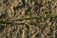 Carex laevissima