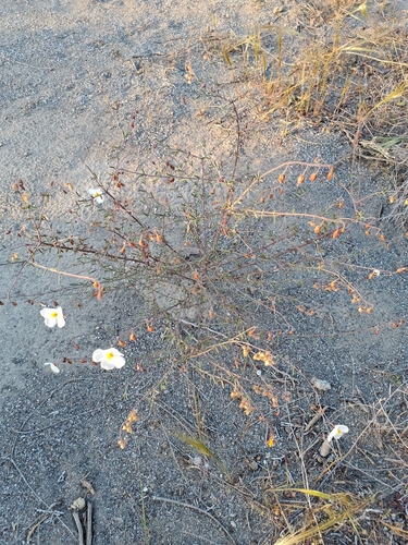 Helianthemum almeriense (Helianthemum almeriense)