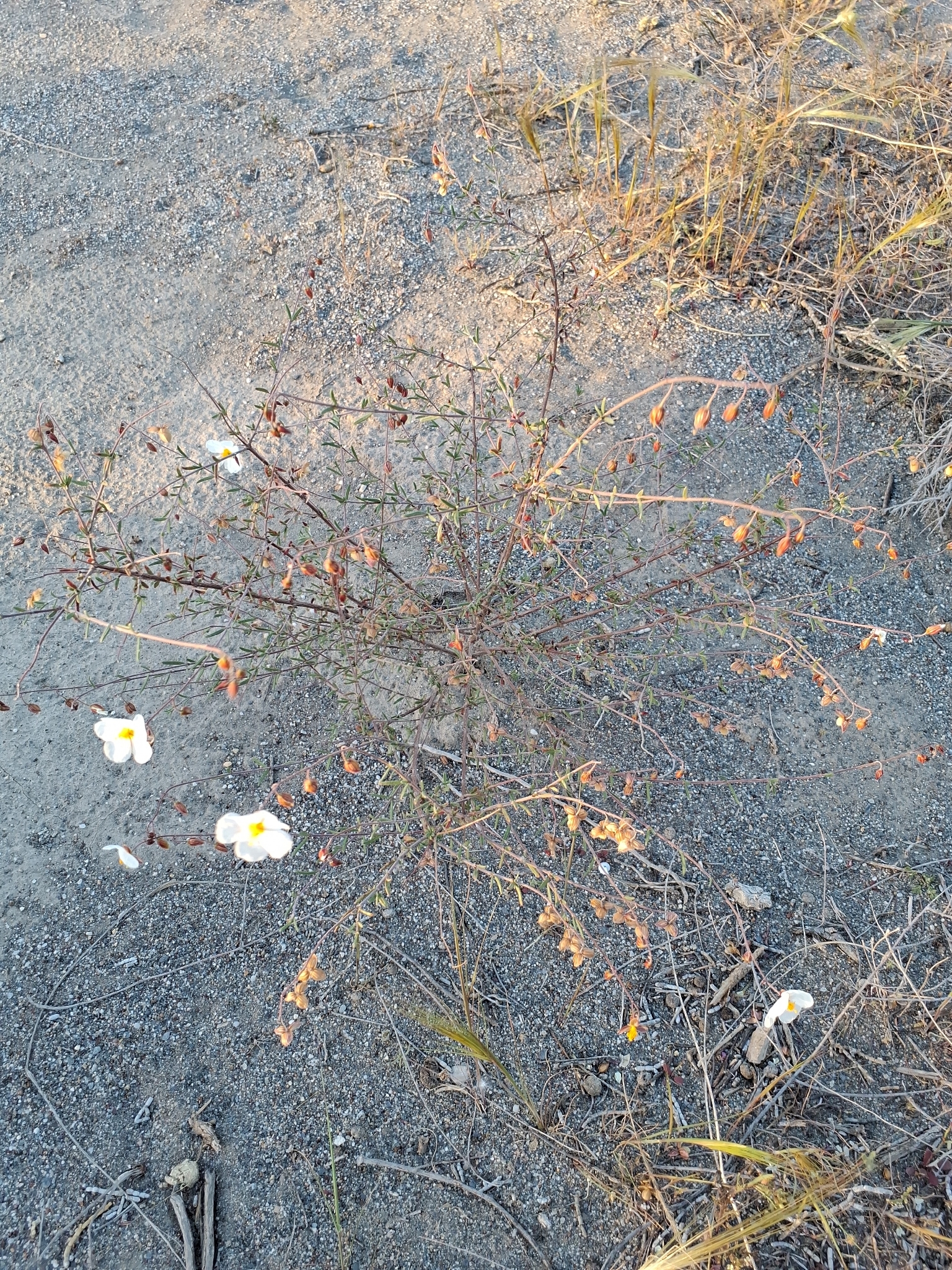 Helianthemum Almeriense (Helianthemum almeriense)