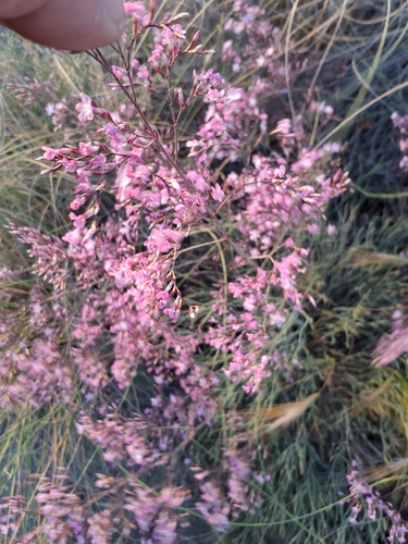 Limonium insigne